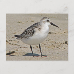 Cartão Postal Sanderling