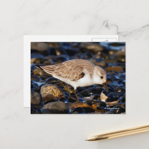 Cartão Postal Sanderling Dining on Clam at Beach