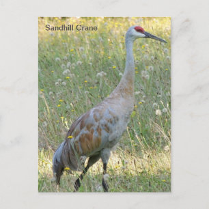 Cartão Postal Sandhill Crane