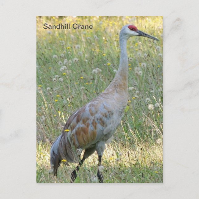 Cartão Postal Sandhill Crane (Frente)