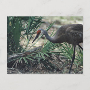 Cartão Postal Sandhill Crane