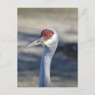 Cartão Postal Sandhill Crane