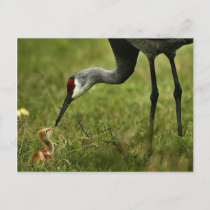 Cartão postal Sandhill Crane & Baby