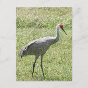 Cartão Postal Sandhill Crane Bird Foto