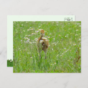 Cartão Postal Sandhill Crane Colt (pintinho)