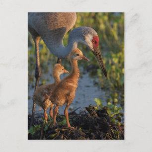 Cartão Postal Sandhill Crane com pintinhos, Flórida