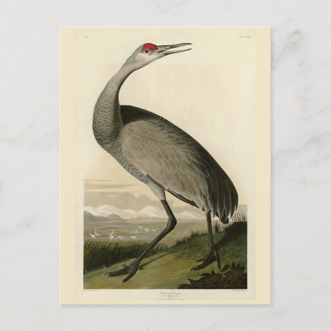 Cartão Postal Sandhill Crane das Aves da América de Audubon (Frente)
