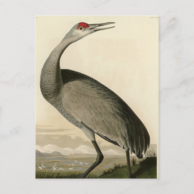 Cartão Postal Sandhill Crane das Aves da América de Audubon (Frente)