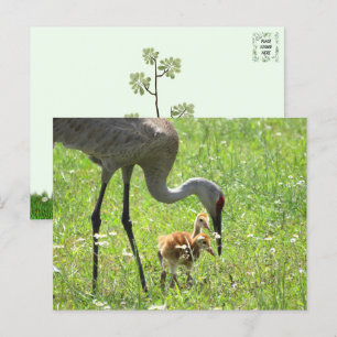 Cartão Postal Sandhill Crane e 2 Colts (pintinho)