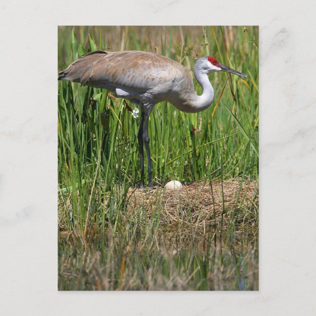 Cartão postal Sandhill Crane & Egg (Frente)