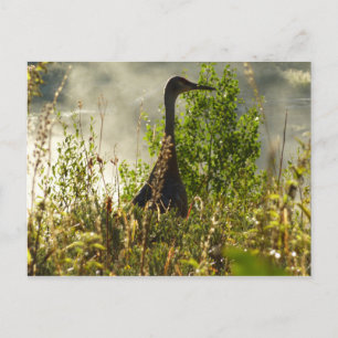 Cartão Postal Sandhill Crane em Moose Ponds em Grand Teton
