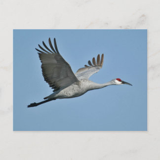 Cartão Postal Sandhill Crane em Voo
