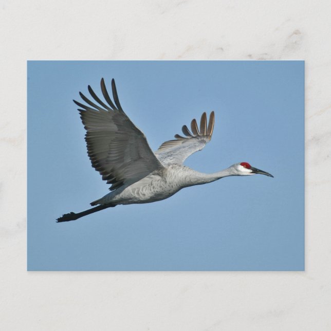 Cartão Postal Sandhill Crane em Voo (Frente)