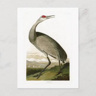 Cartão Postal Sandhill Crane John James Audubon Birds da América