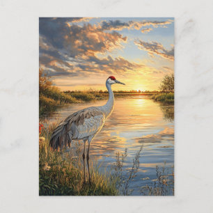 Cartão Postal Sandhill Crane no Sunset