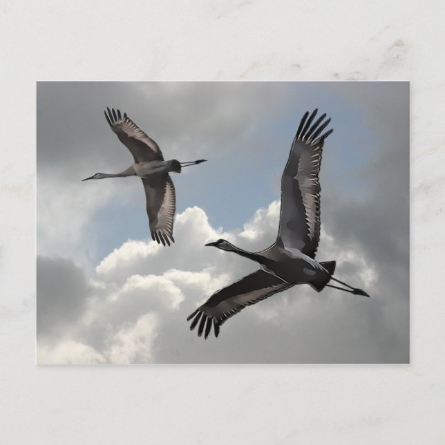 CARTÃO POSTAL SANDHILL CRANES (Frente)