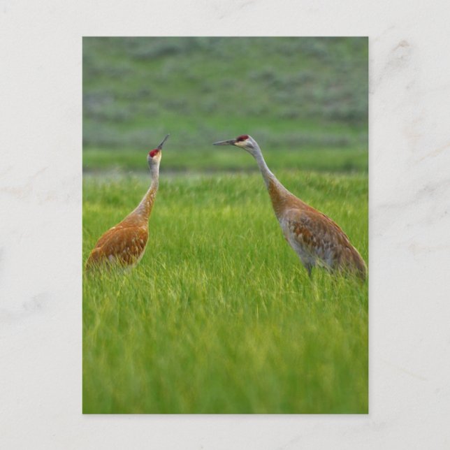 Cartão Postal Sandhill Cranes (Frente)