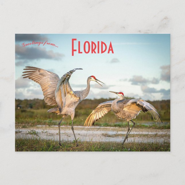 Cartão Postal Sandhill Cranes em Boynton Beach na Flórida (Frente)