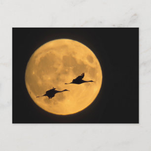 Cartão Postal Sandhill Cranes   Reserva Nacional de Fauna Selvag