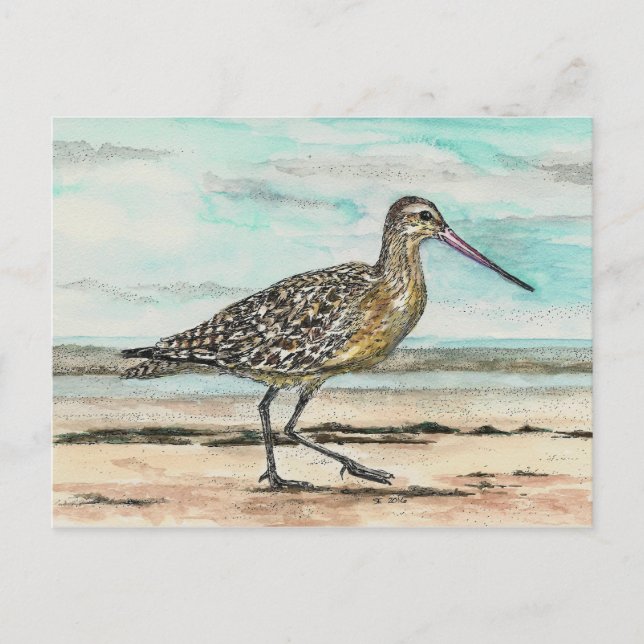 Cartão Postal Sandpiper (Frente)