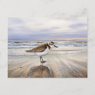 Cartão Postal Sandpiper na Arte do Pássaro de Praia