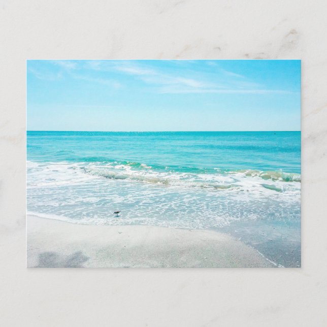Cartão Postal Sandpiper Tropical Florida Beach Sand Ocean Waves (Frente)