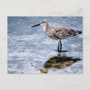 Cartão Postal Sandpipper