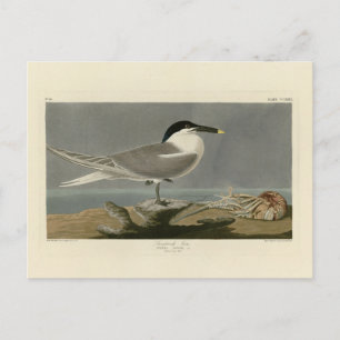 Cartão Postal Sanduíche (Cabot's) Tern, Aves de Audubon da Améri