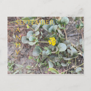 CARTÃO POSTAL SANDY SETEMBRO