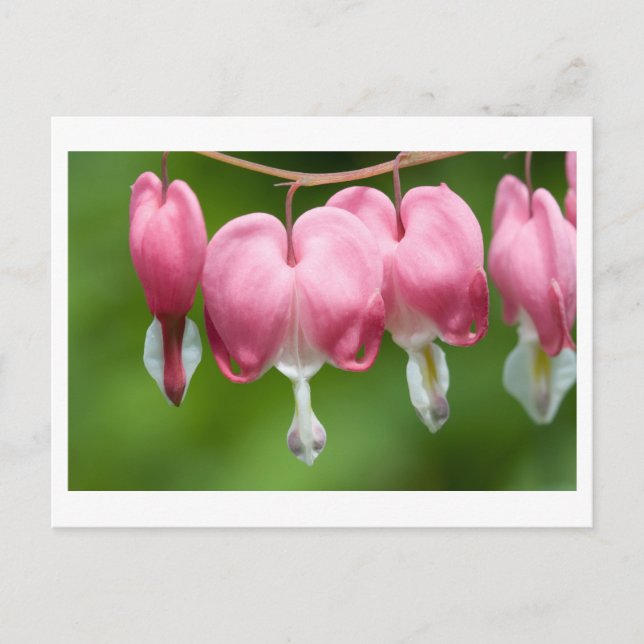 Cartão Postal sangrador (Frente)