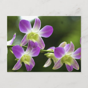 Cartão Postal Sangue de Orquídeas Trorpical