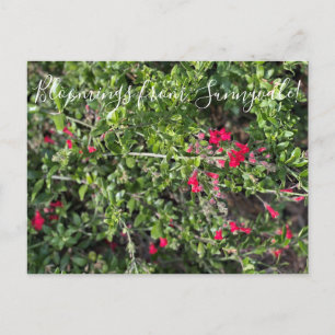 Cartão Postal Sangue de Sunnyvale: Gambelia speciosa