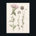 Cartão Postal Sangue Pressionado - Rosa<br><div class="desc">Pressionado Blooms III por Grace Popp. Apresenta flores cor-de-rosa prensadas.</div>