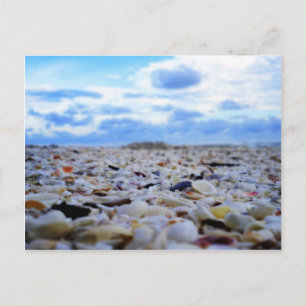 Cartão Postal Sanibel Shells