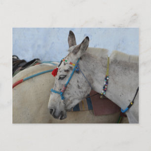 Cartão postal Santorini Donkey