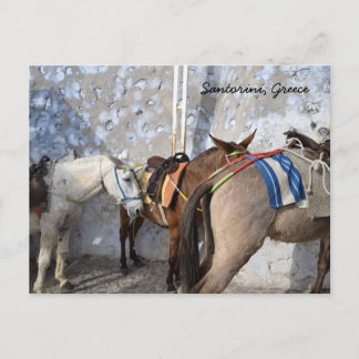 Cartão Postal Santorini, Grécia - Donkeys
