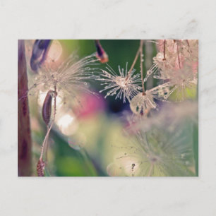 Cartão Postal Santuário Dandellion