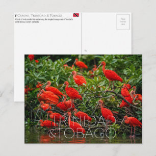 Cartão Postal Santuário de Aves Caroni, Trinidad e Tobago Viagen