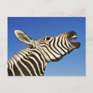 Cartão Postal Santuário de Harnas Wildlife, Namíbia, Sul