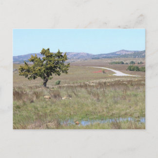 Cartão Postal Santuário de Vida Selvagem Witchita de Oklahoma