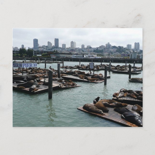 Cartão Postal São Francisco e Pier 39 Sea Lions City Skyline (Frente)