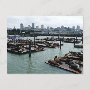 Cartão Postal São Francisco e Pier 39 Sea Lions City Skyline