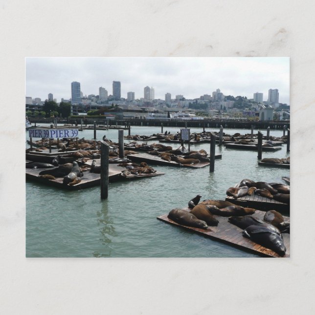 Cartão Postal São Francisco e Pier 39 Sea Lions City Skyline (Frente)