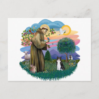 Cartão Postal São Francisco (ff) - Gato preto e branco