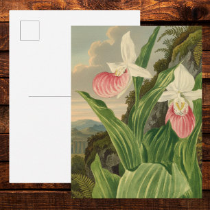 Cartão Postal Sapatinho Rosa Senhora Floral Vintage Orquídea Bot