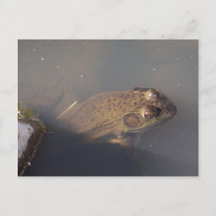 Cartão Postal sapo
