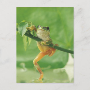 Cartão Postal Sapo