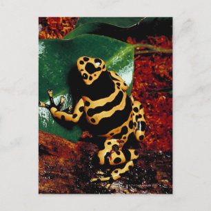 Cartão Postal Sapo Amarelo e Preto