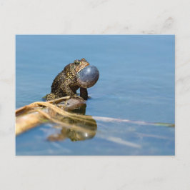 Cartão Postal Sapo americano