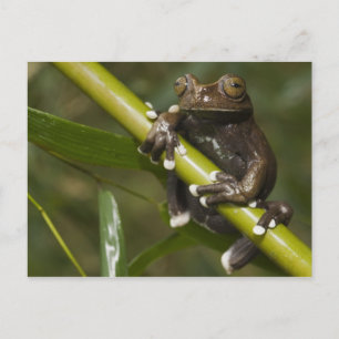 Cartão Postal Sapo-árvore Cativo Tapichalaca Hyloscirtus 2